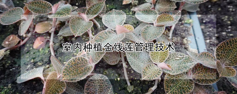 室内种植金线莲管理技术