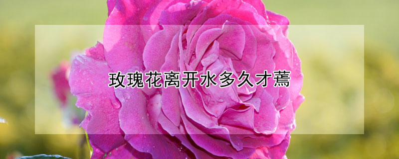 玫瑰花离开水多久才蔫