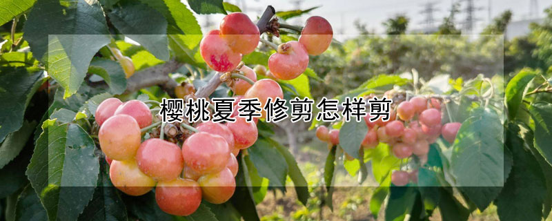 樱桃夏季修剪怎样剪