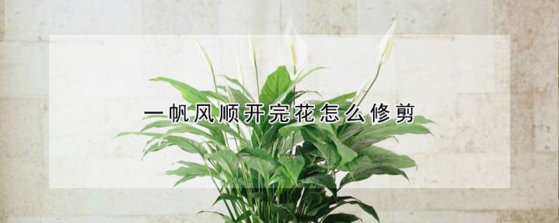 一帆风顺开完花怎么修剪