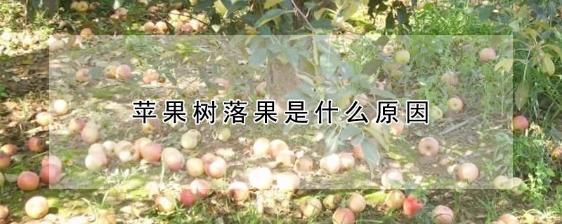 苹果树落果是什么原因