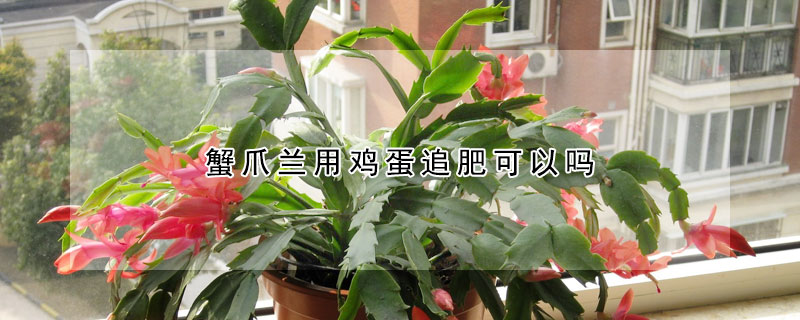 蟹爪兰用鸡蛋追肥可以吗