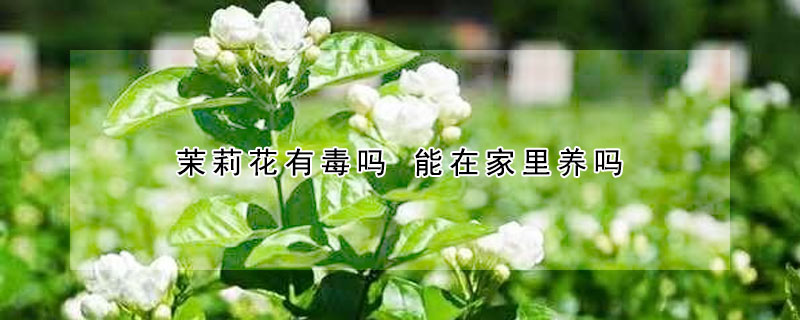 茉莉花有毒吗 能在家里养吗