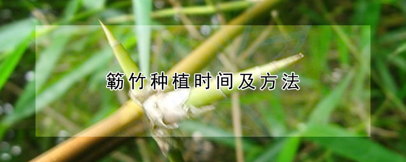 簕竹种植时间及方法