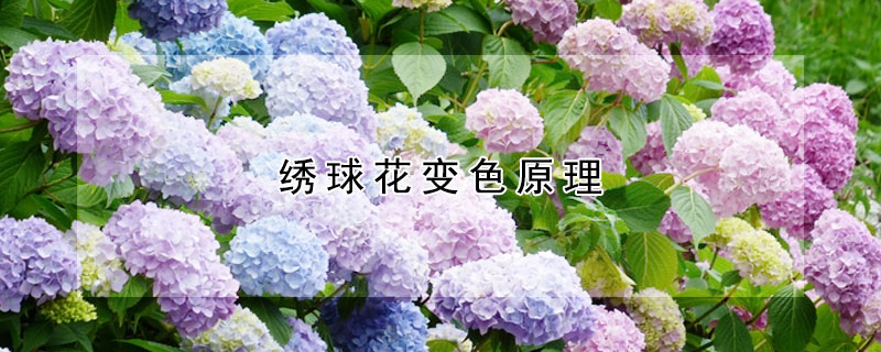 绣球花变色原理