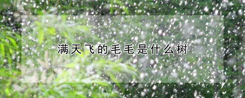 满天飞的毛毛是什么树