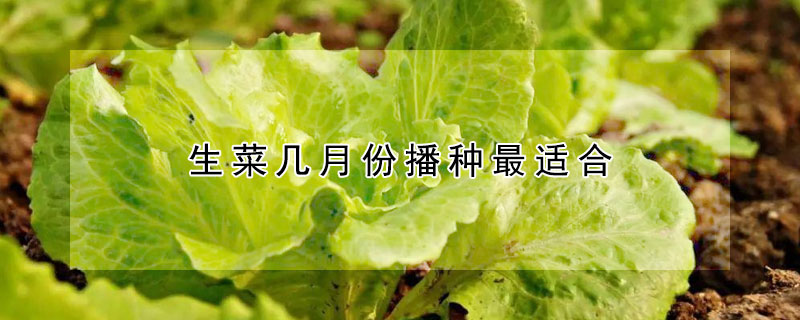 生菜几月份播种最适合