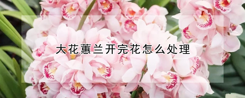 大花蕙兰开完花怎么处理