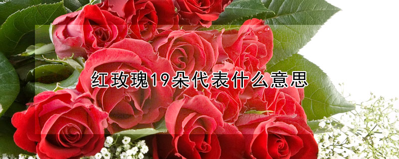 红玫瑰19朵代表什么意思