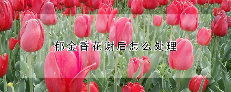 郁金香花谢后怎么处理