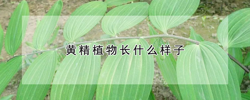 黄精植物长什么样子