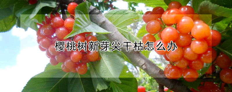 樱桃树新芽尖干枯怎么办