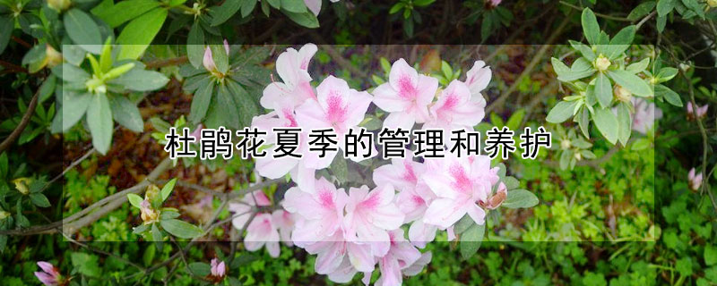 杜鹃花夏季的管理和养护