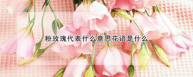 粉玫瑰代表什么意思花语是什么