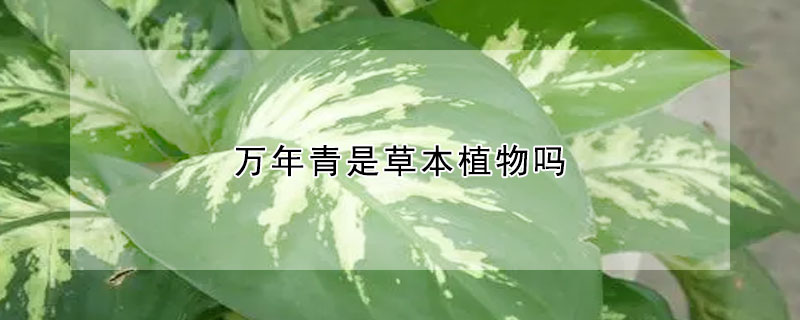 万年青是草本植物吗