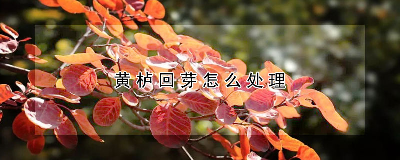 黄栌回芽怎么处理