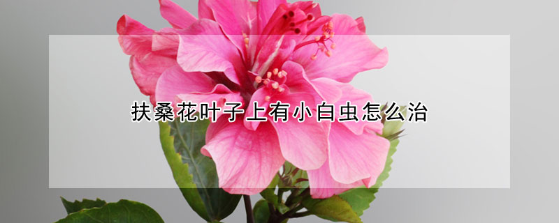 扶桑花叶子上有小白虫怎么治