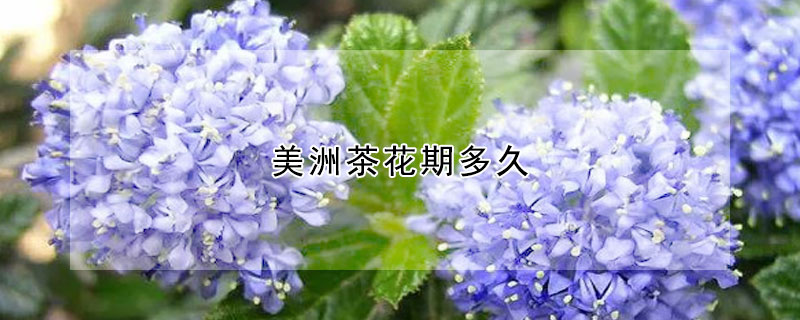 美洲茶花期多久