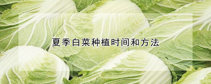 夏季白菜种植时间和方法