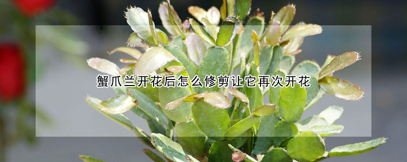 蟹爪兰开花后怎么修剪让它再次开花