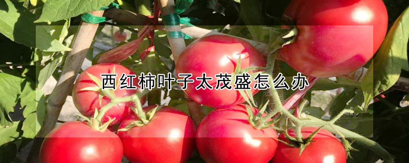 西红柿叶子太茂盛怎么办