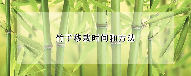 竹子移栽时间和方法