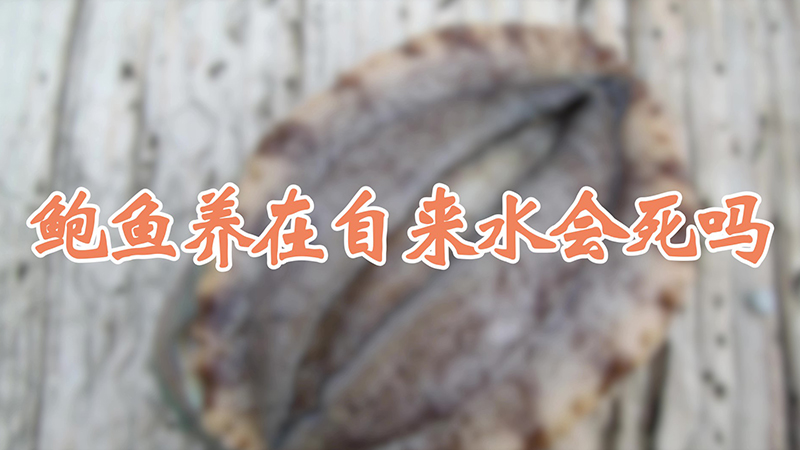 鲍鱼养在自来水会死吗