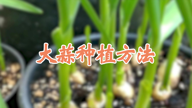 大蒜种植方法