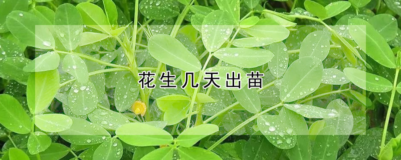 花生几天出苗