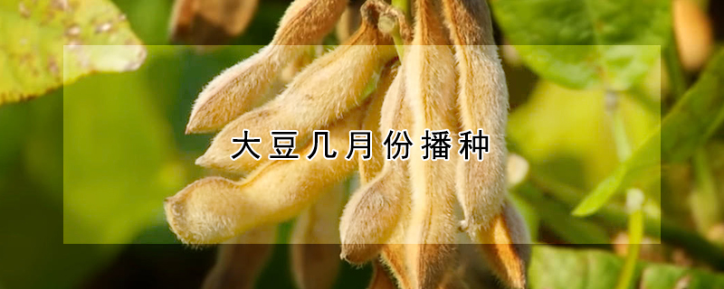 大豆几月份播种