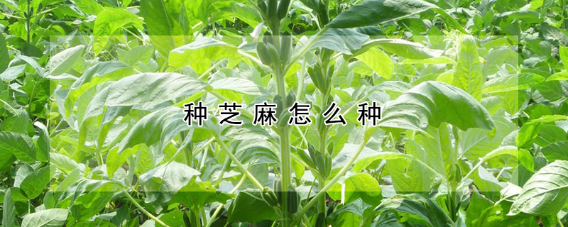 种芝麻怎么种