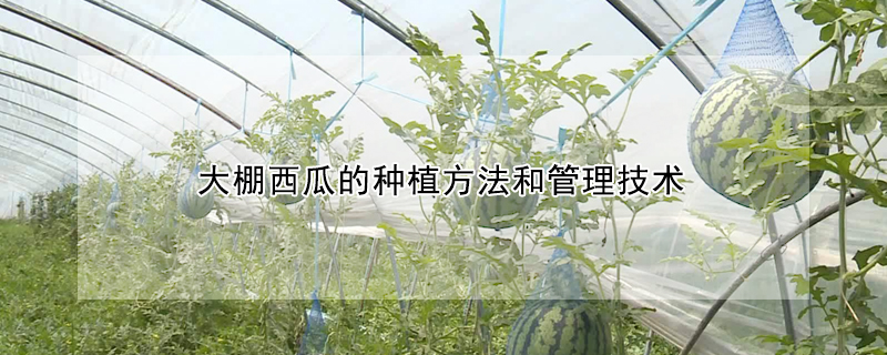 大棚西瓜的种植方法和管理技术