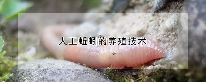 人工蚯蚓的养殖技术