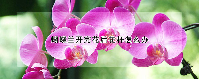 蝴蝶兰开完花后花杆怎么办