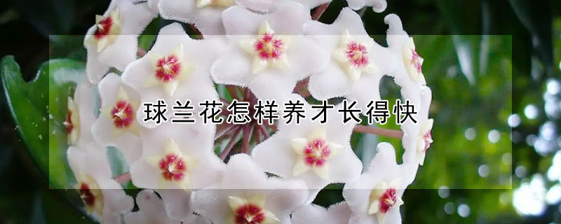 球兰花怎样养才长得快