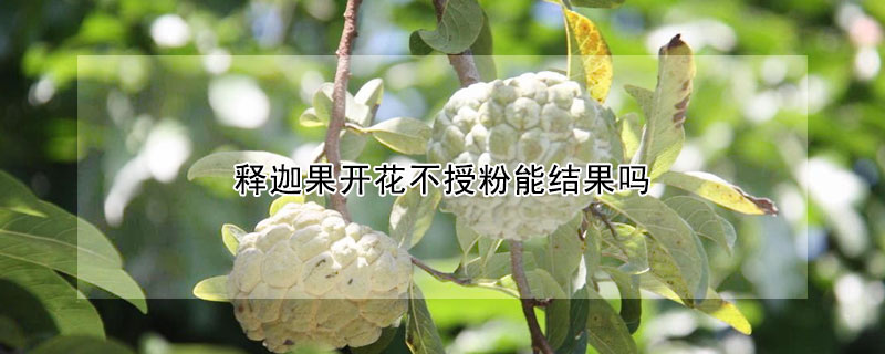 释迦果开花不授粉能结果吗