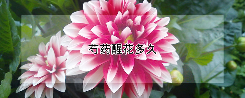 芍药醒花多久