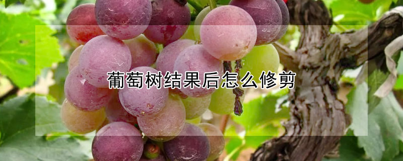 葡萄树结果后怎么修剪 —【发财农业网】