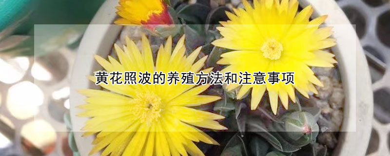 黄花照波的养殖方法和注意事项