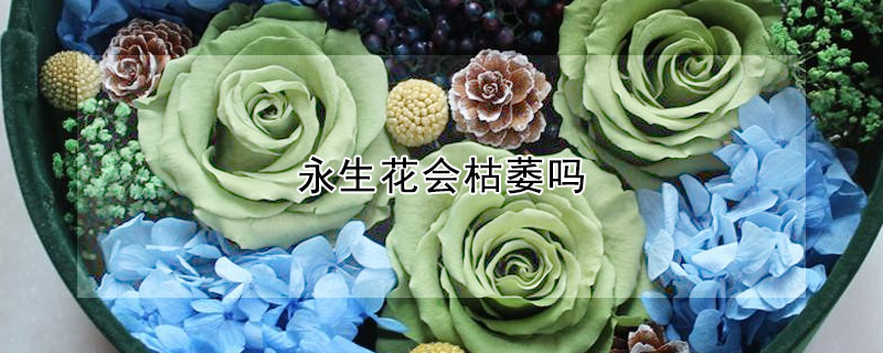 永生花会枯萎吗