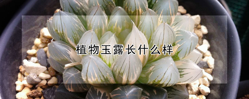 植物玉露长什么样