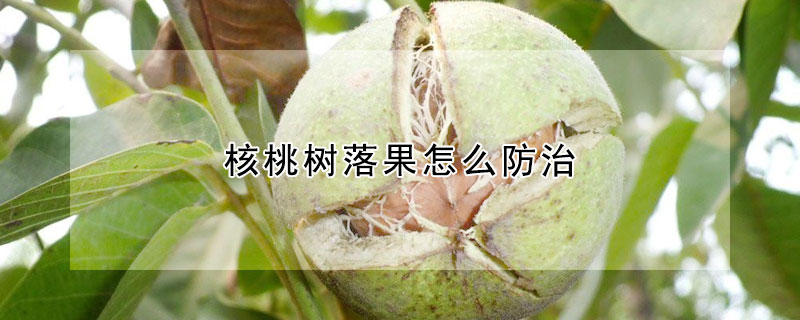 核桃树落果怎么防治