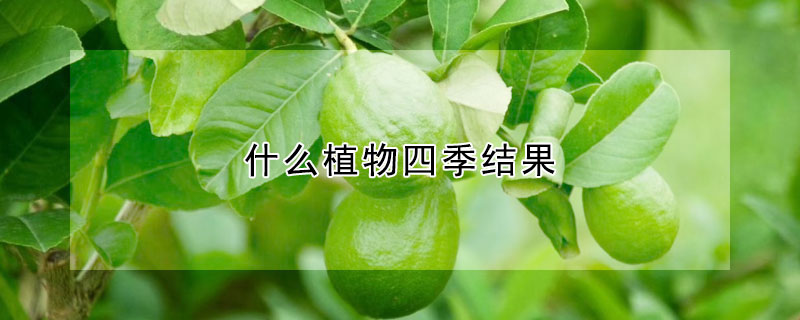 什么植物四季结果