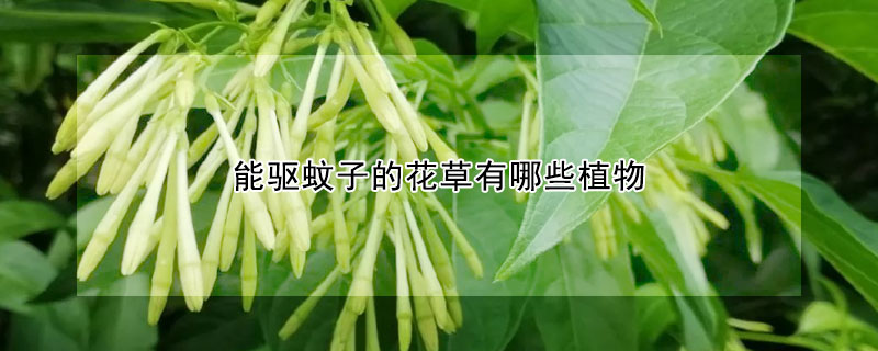 能驱蚊子的花草有哪些植物