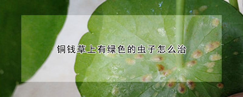 铜钱草上有绿色的虫子怎么治