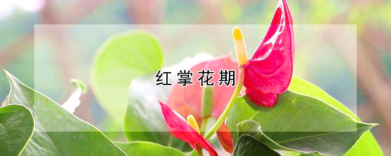 红掌花期