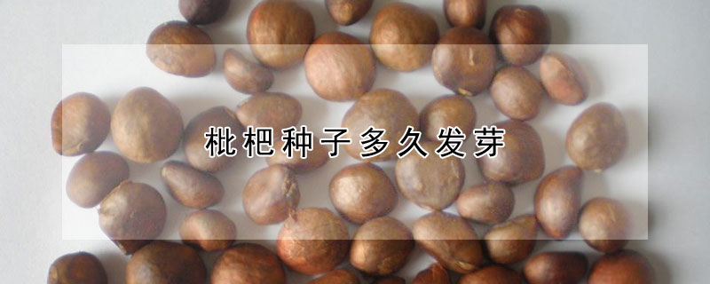 枇杷种子多久发芽