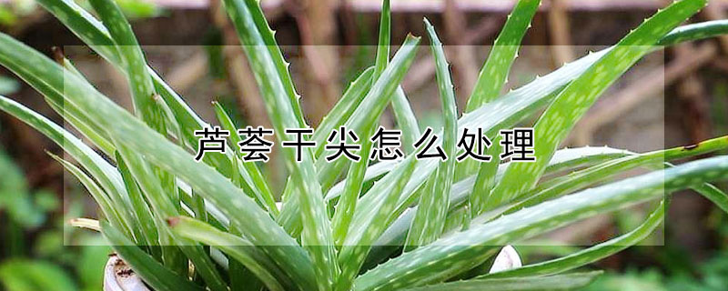 芦荟干尖怎么处理