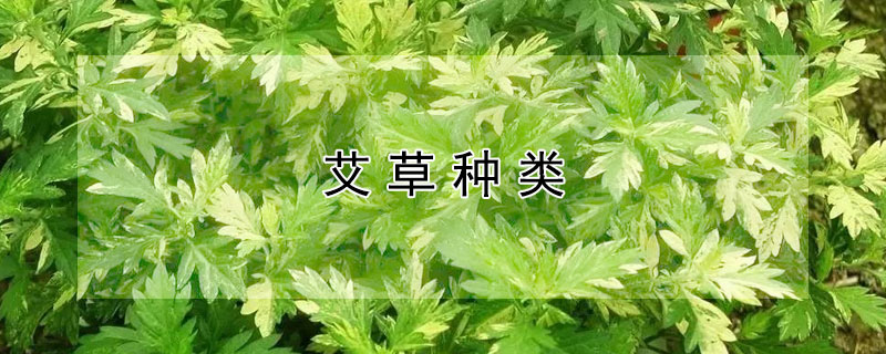 艾草种类