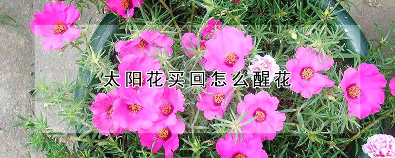 太阳花买回怎么醒花